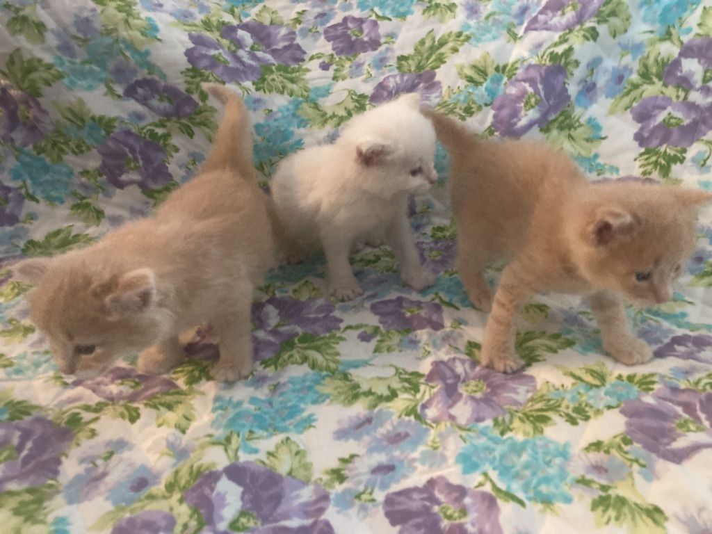 6 Week Male Kittens