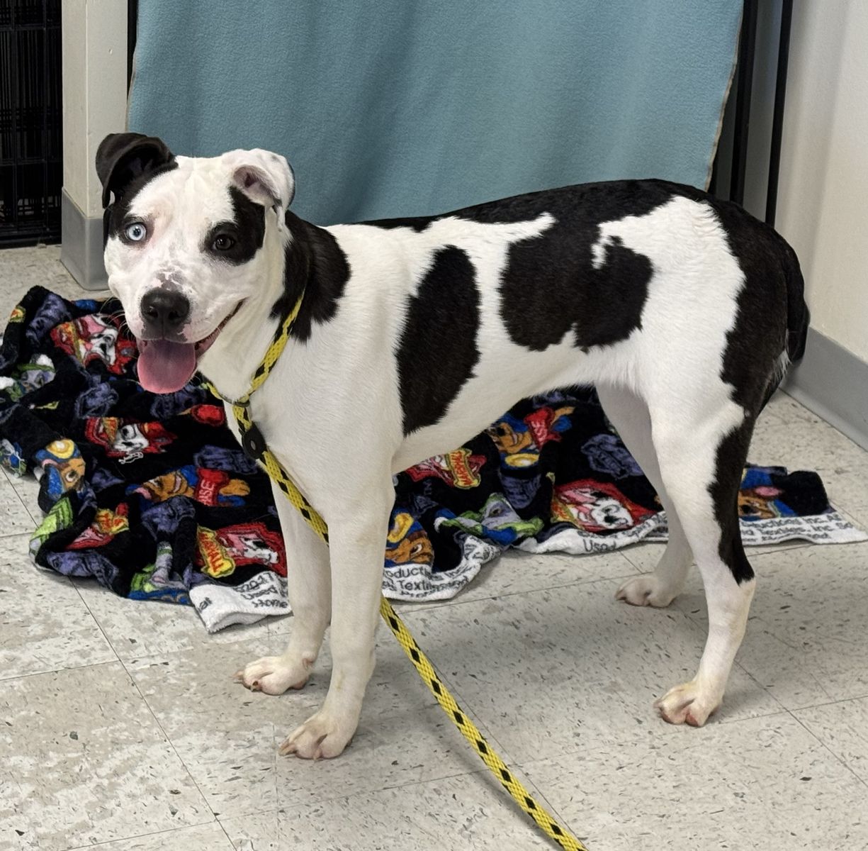 A163171 Feather is Available for Adoption!