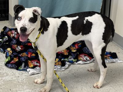 A163171 Feather is Available for Adoption!