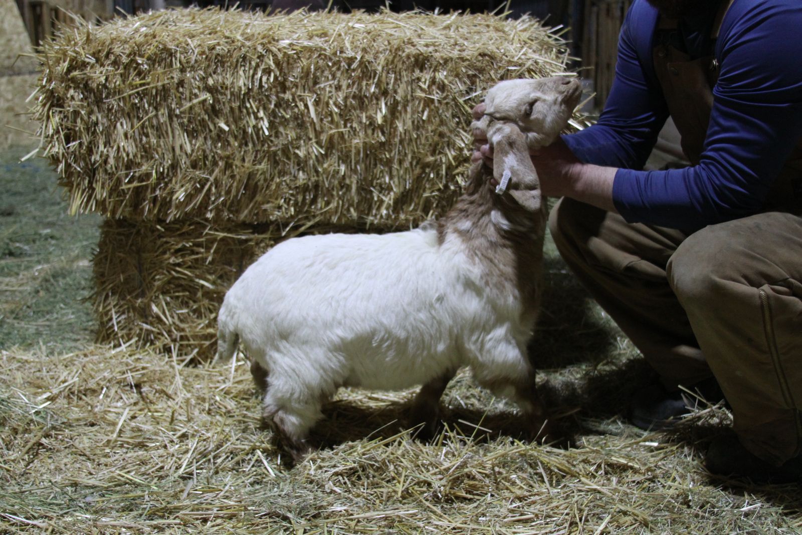 Dapple Boar Buck/Whether/Show Goat