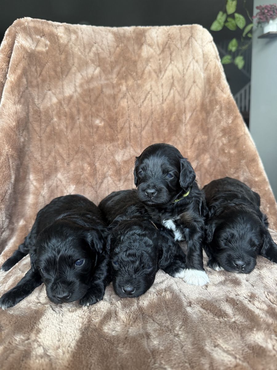 Aussie Doodle Micro Mini Puppies
