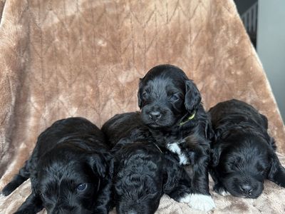 Aussie Doodle Micro Mini Puppies