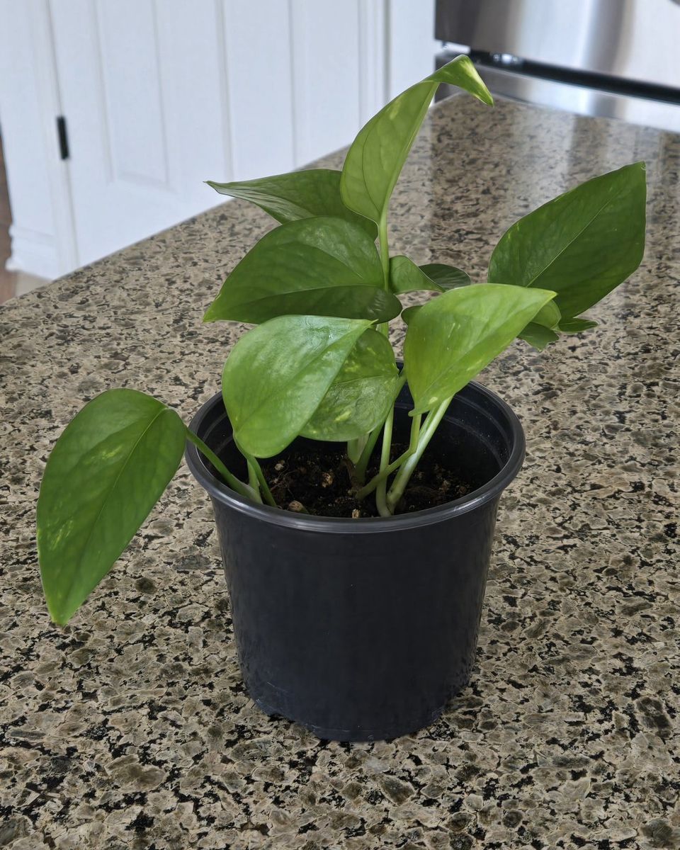 Emerald Pothos Plant