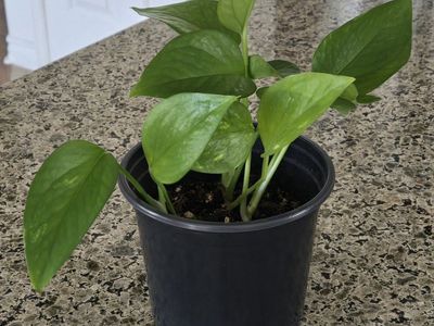 Emerald Pothos Plant