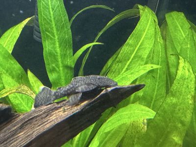 Bristlenose Plecos