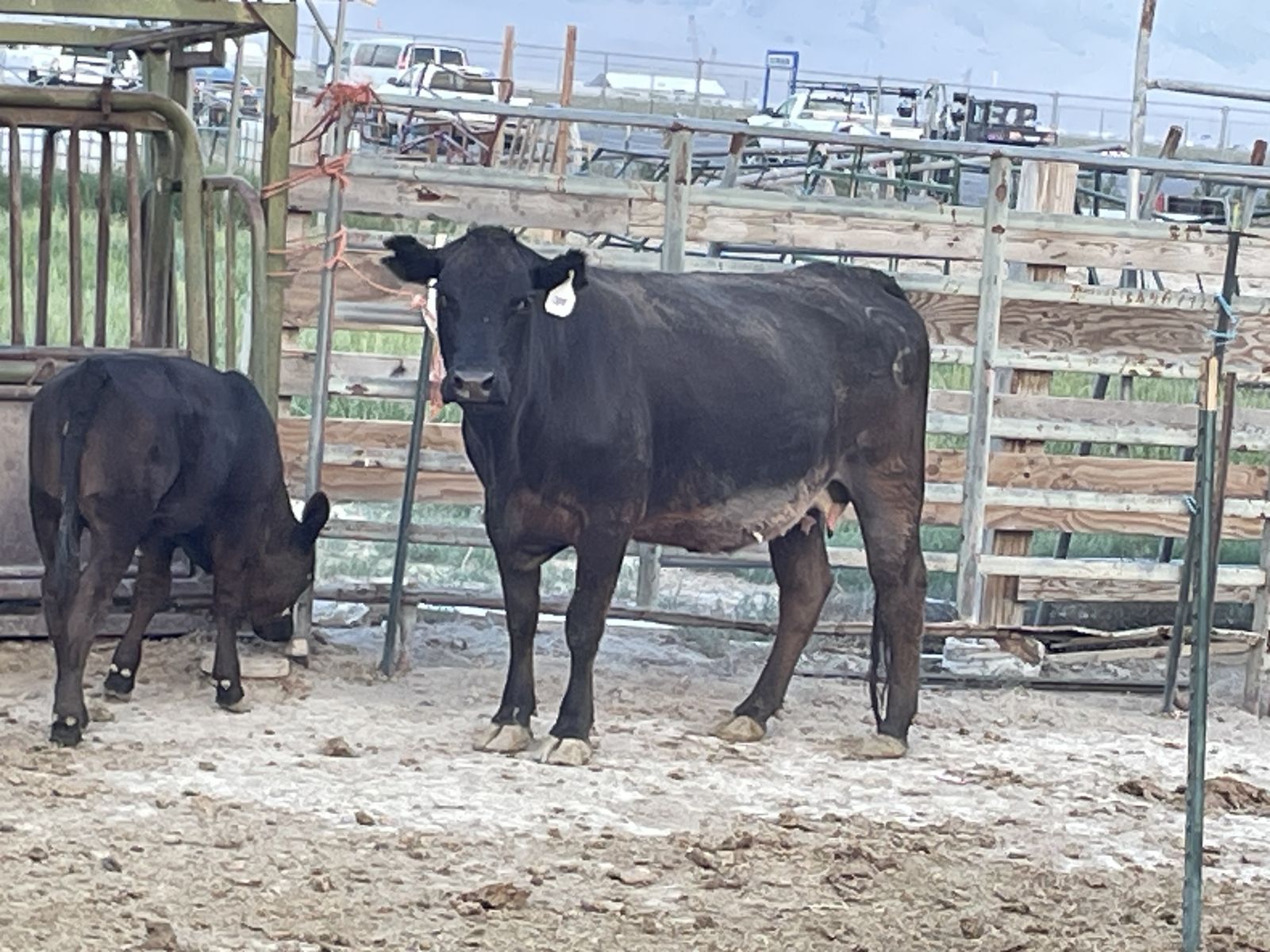 4 year old open Angus Cow