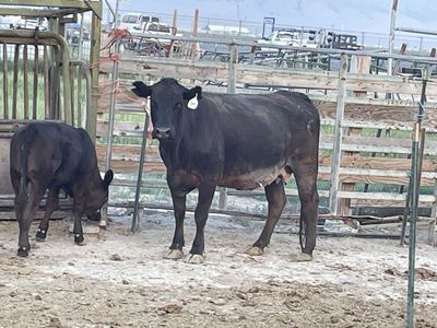 4 year old open Angus Cow