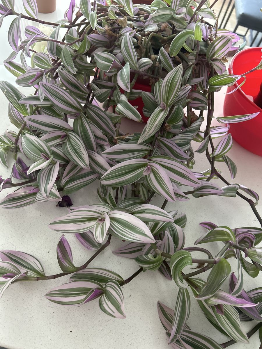 Small leaf spiderwort cuttings