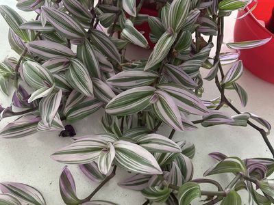 Small leaf spiderwort cuttings
