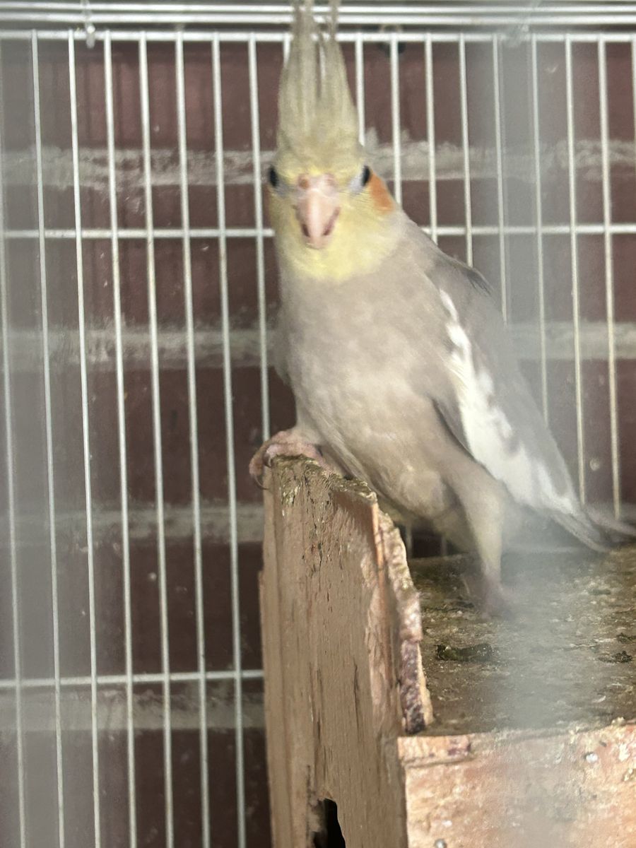 GRAY COCKATIEL 12wks NOT TAME