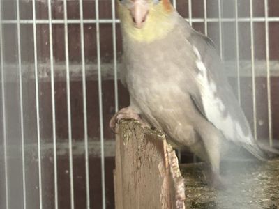 GRAY COCKATIEL 12wks NOT TAME