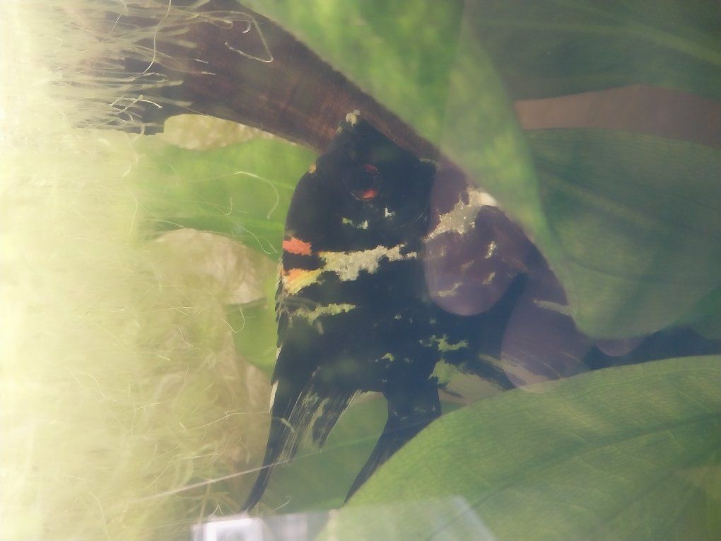 Large Male angelfish for sale or trade