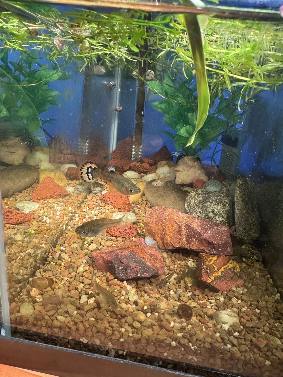 7 guppies for 7$