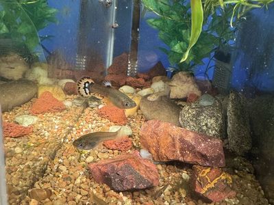 7 guppies for 7$