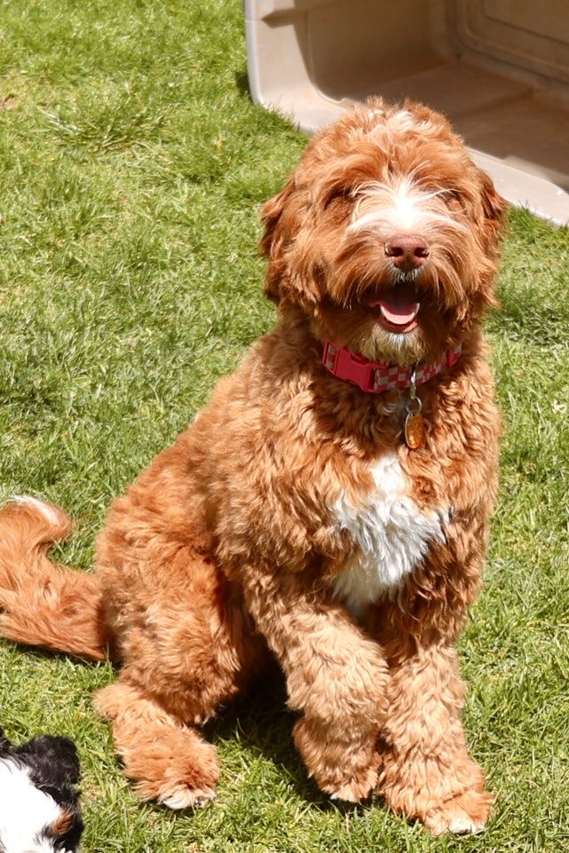 Australian Mountain Doodle