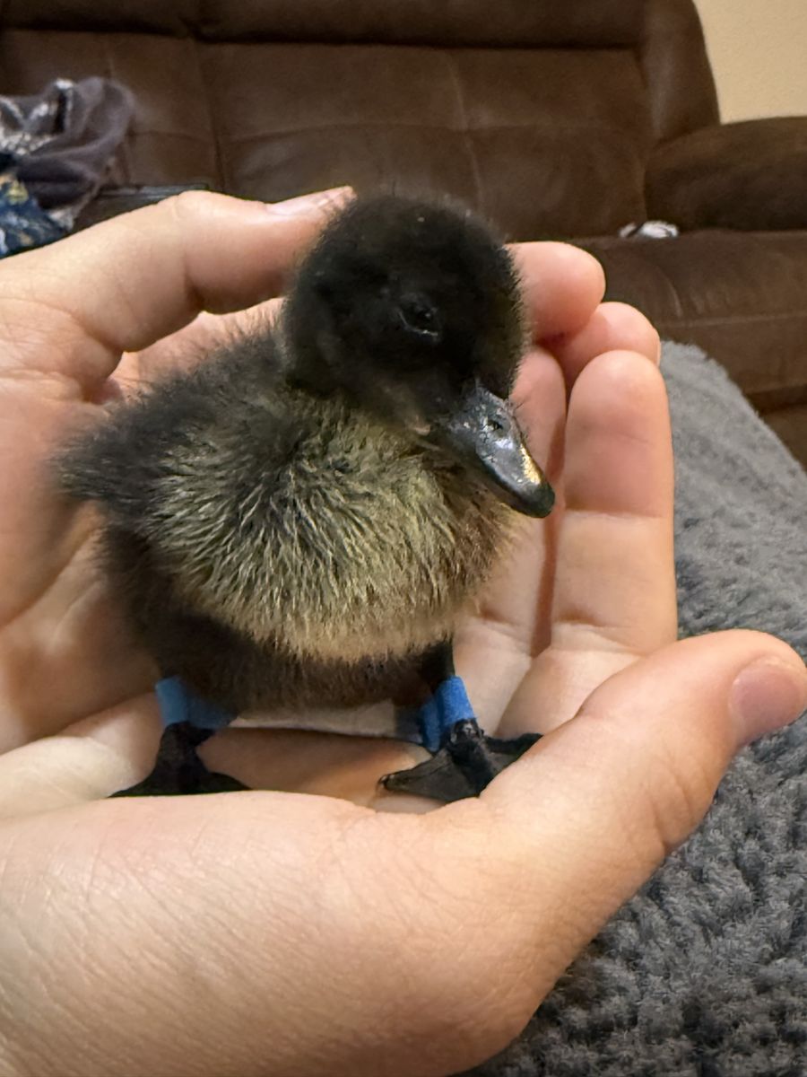 Black Cayuga Duckling - Cute Fowl for Sale