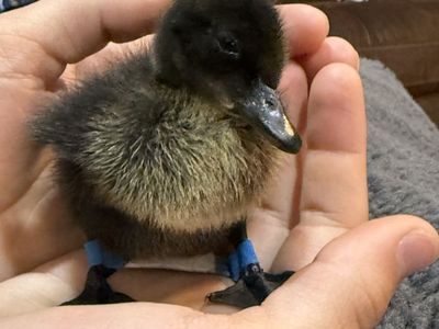 Black Cayuga Duckling - Cute Fowl for Sale
