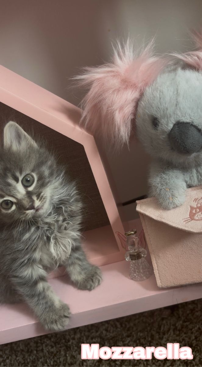 Adorable Kittens Seeking Forever Homes: