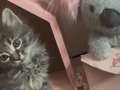 Adorable Kittens Seeking Forever Homes: