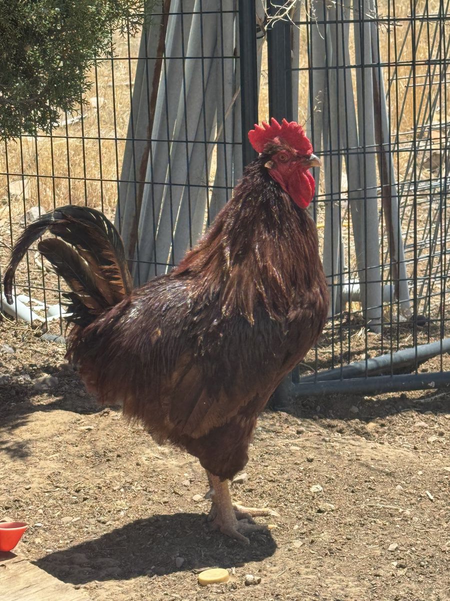 Chicken
