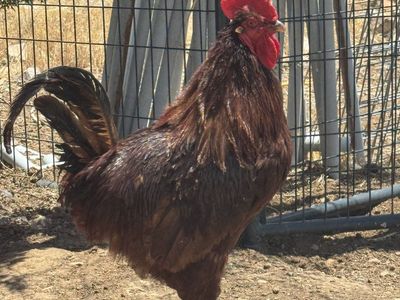 Chicken