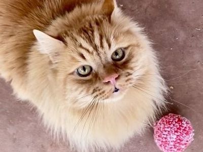 Hello my name is Atticus