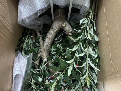 New in Box 8ft Premium Artificial Olive Tree – Realistic Trunk & Fruits