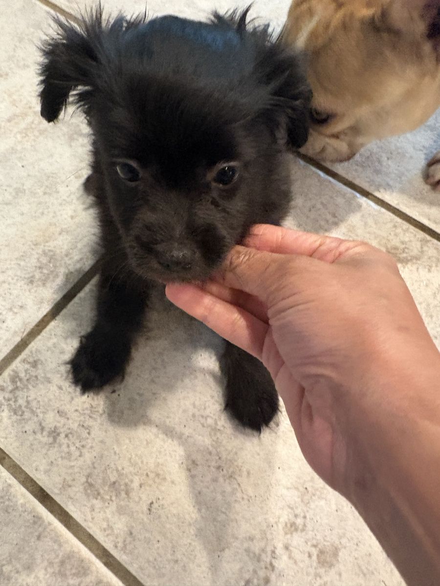 Black boy yorkie