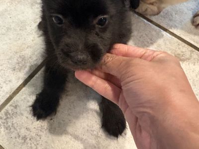 Black boy yorkie