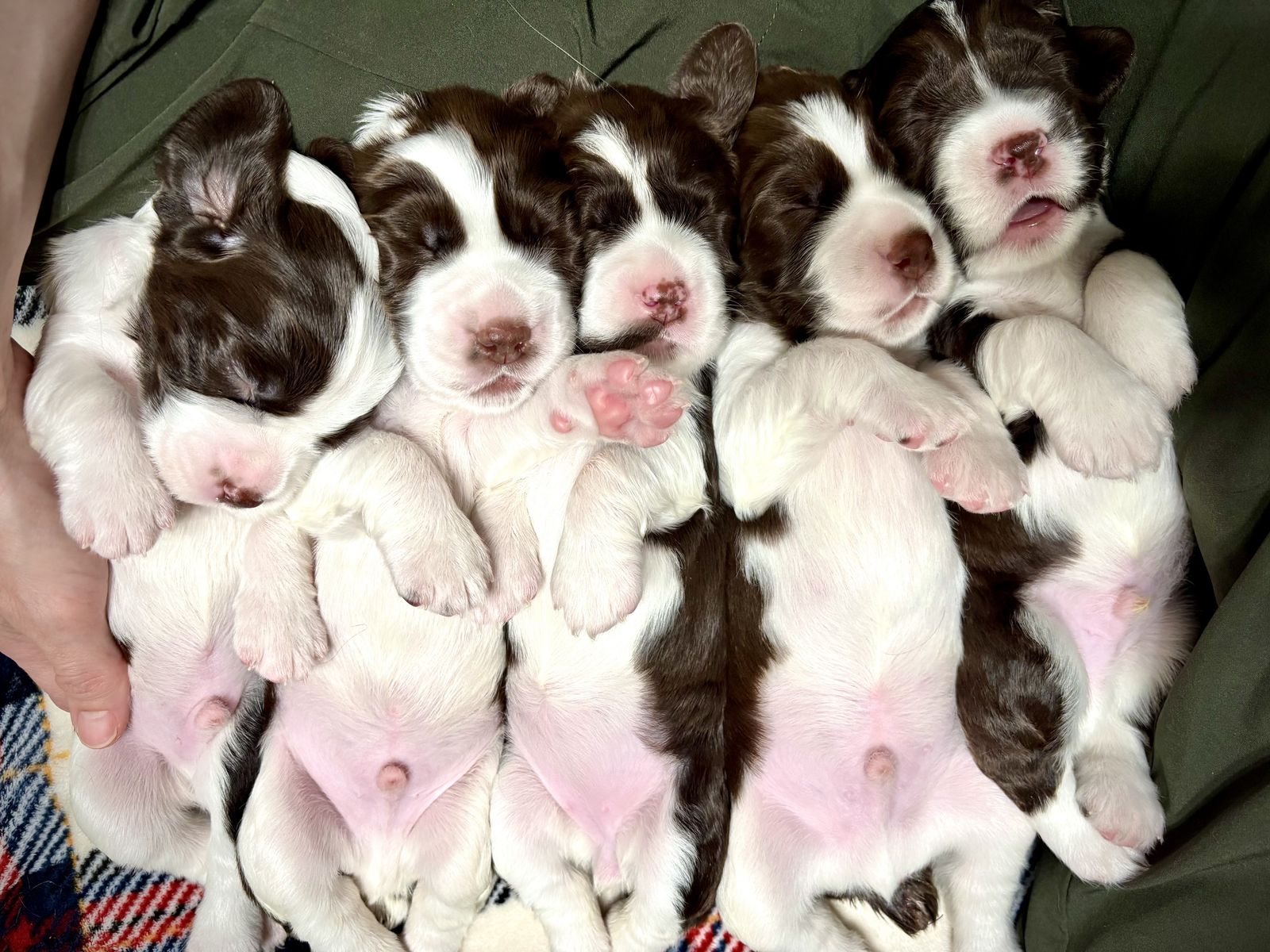 AKC English Springer Spaniel Puppies