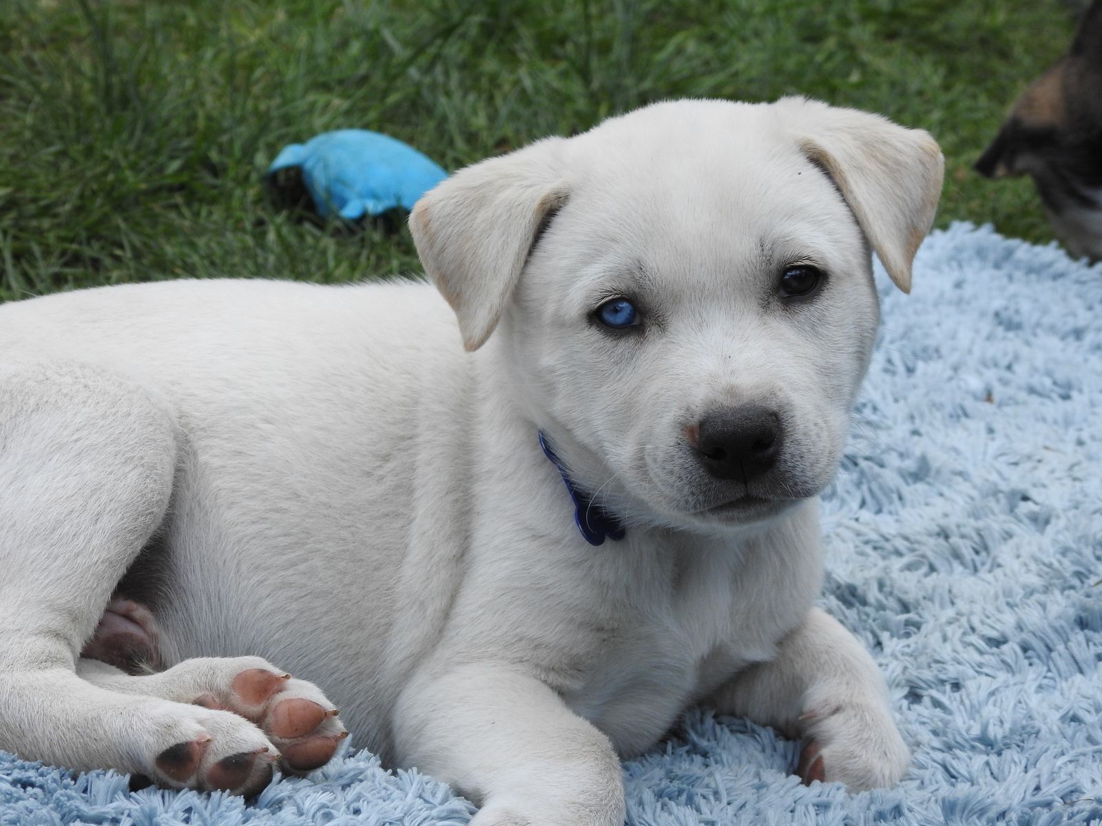 Volhard Aptitude-tested Husky mix PUPPIES want to meet you!