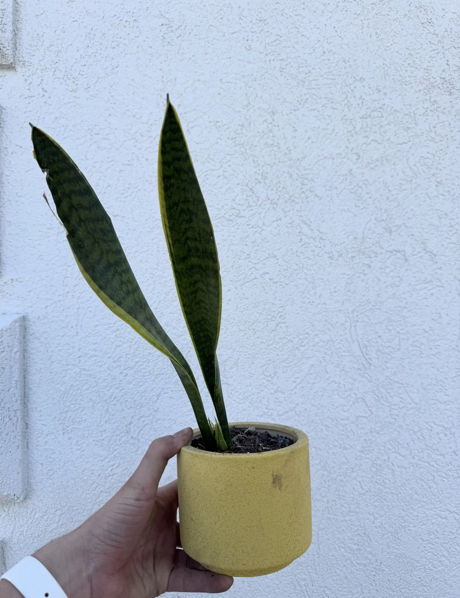 Snake Plant (Sansevieria) in Ceramic Pot
