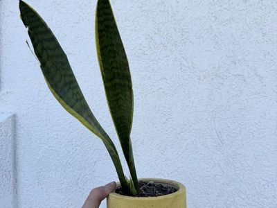 Snake Plant (Sansevieria) in Ceramic Pot