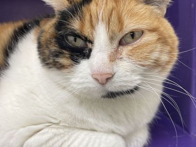 Hello my name is Twix