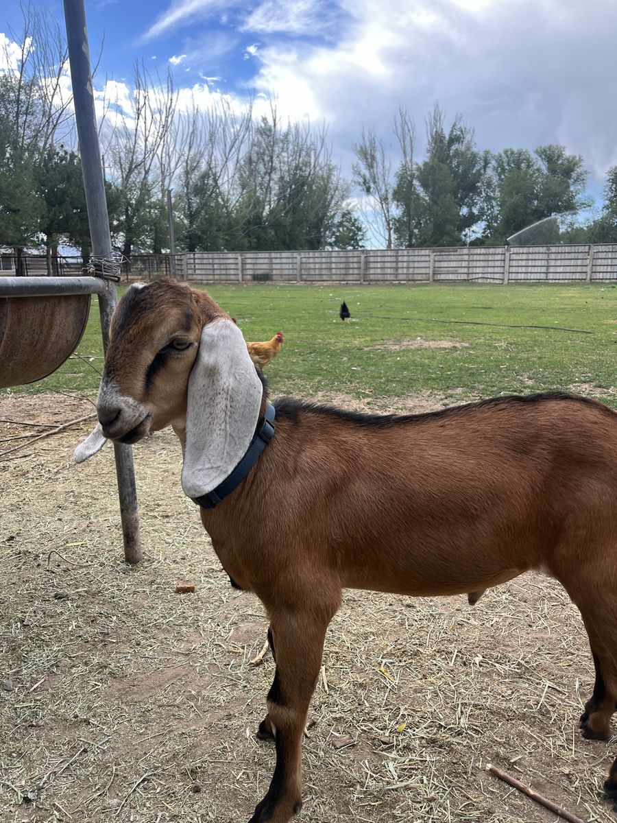 ADGA Registrable Nubian Billy born April 2026