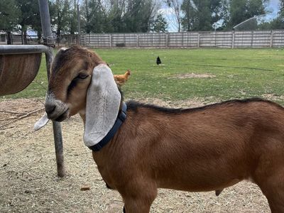 ADGA Registrable Nubian Billy born April 2026