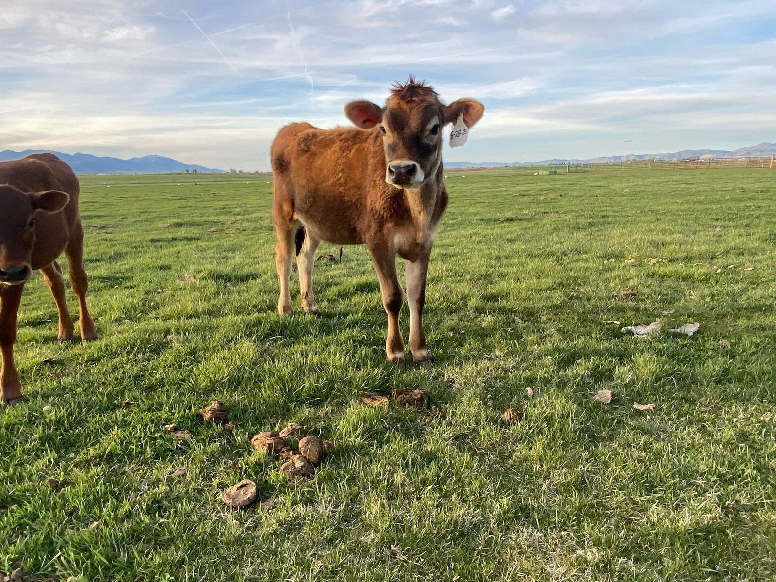 8 Month Old Jersey Steer