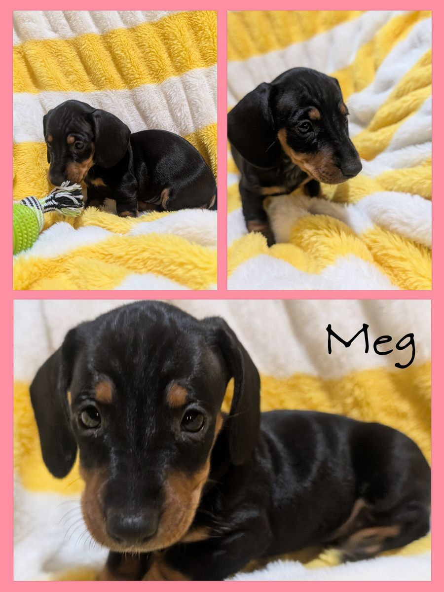 Dachshund puppies available