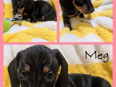 Dachshund puppies available