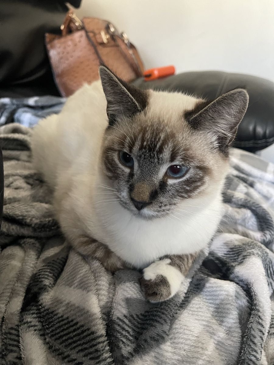 Balinese beautiful cat
