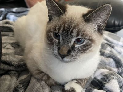 Balinese beautiful cat