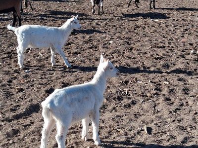 Saanen Alpine Cross Goats