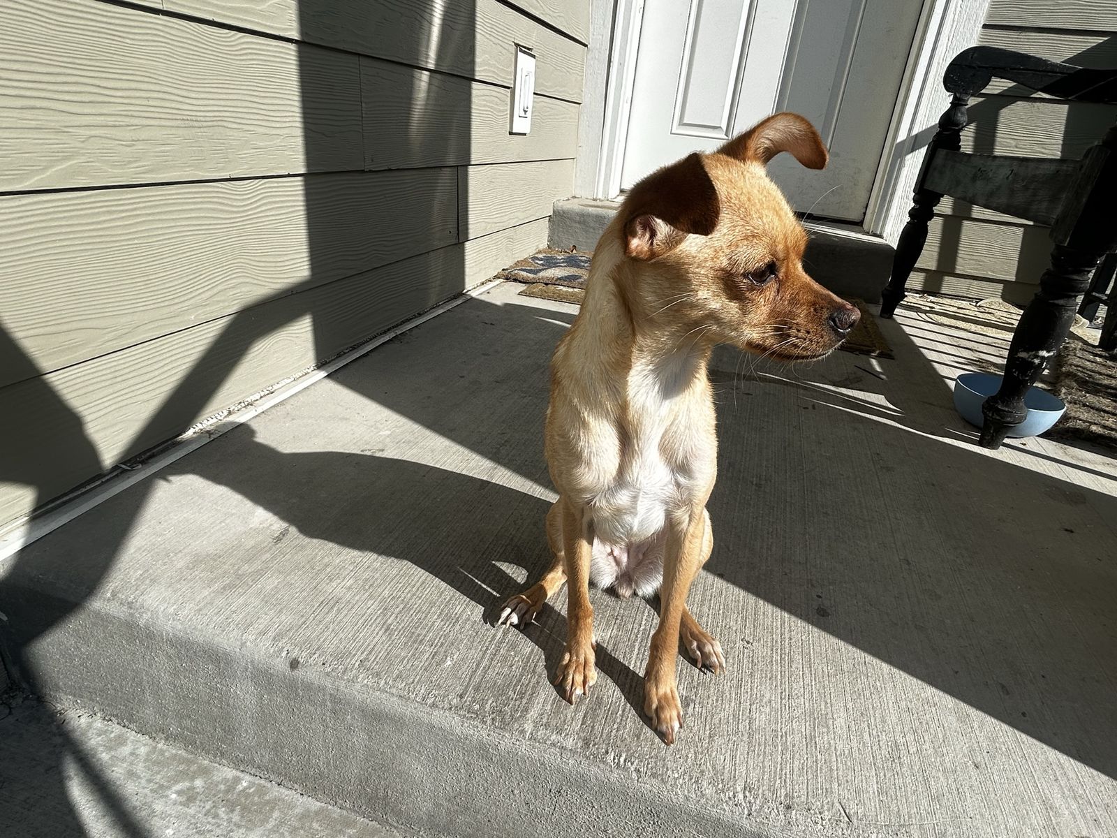 pomchi