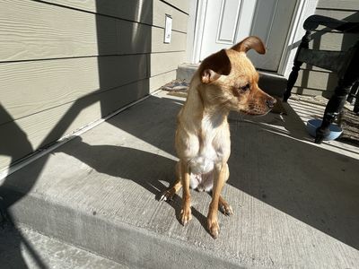 pomchi