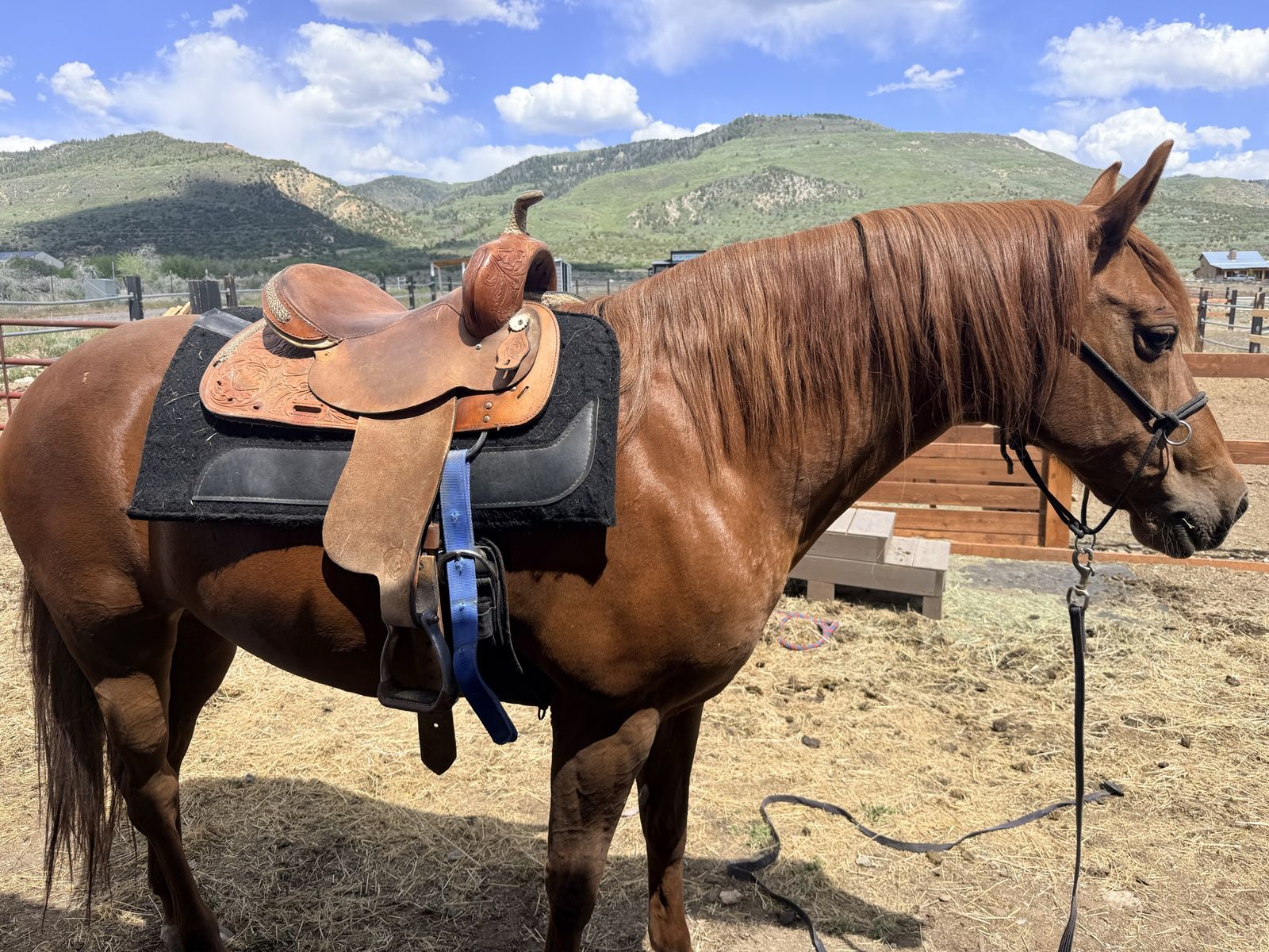 Foxtrotter Mare 10 yrs