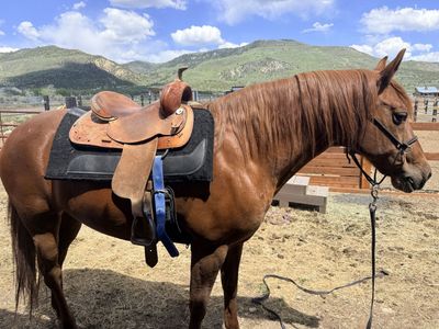 Foxtrotter Mare 10 yrs