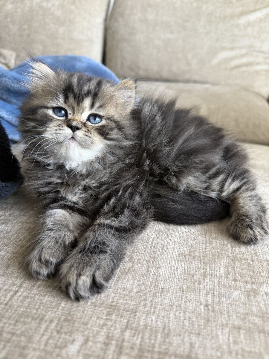 Dollface Persian Kitten