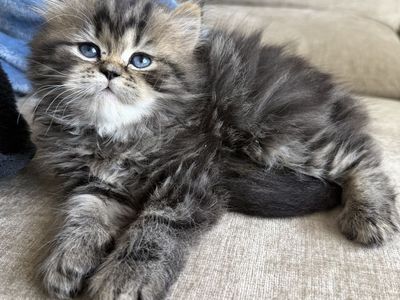 Dollface Persian Kitten