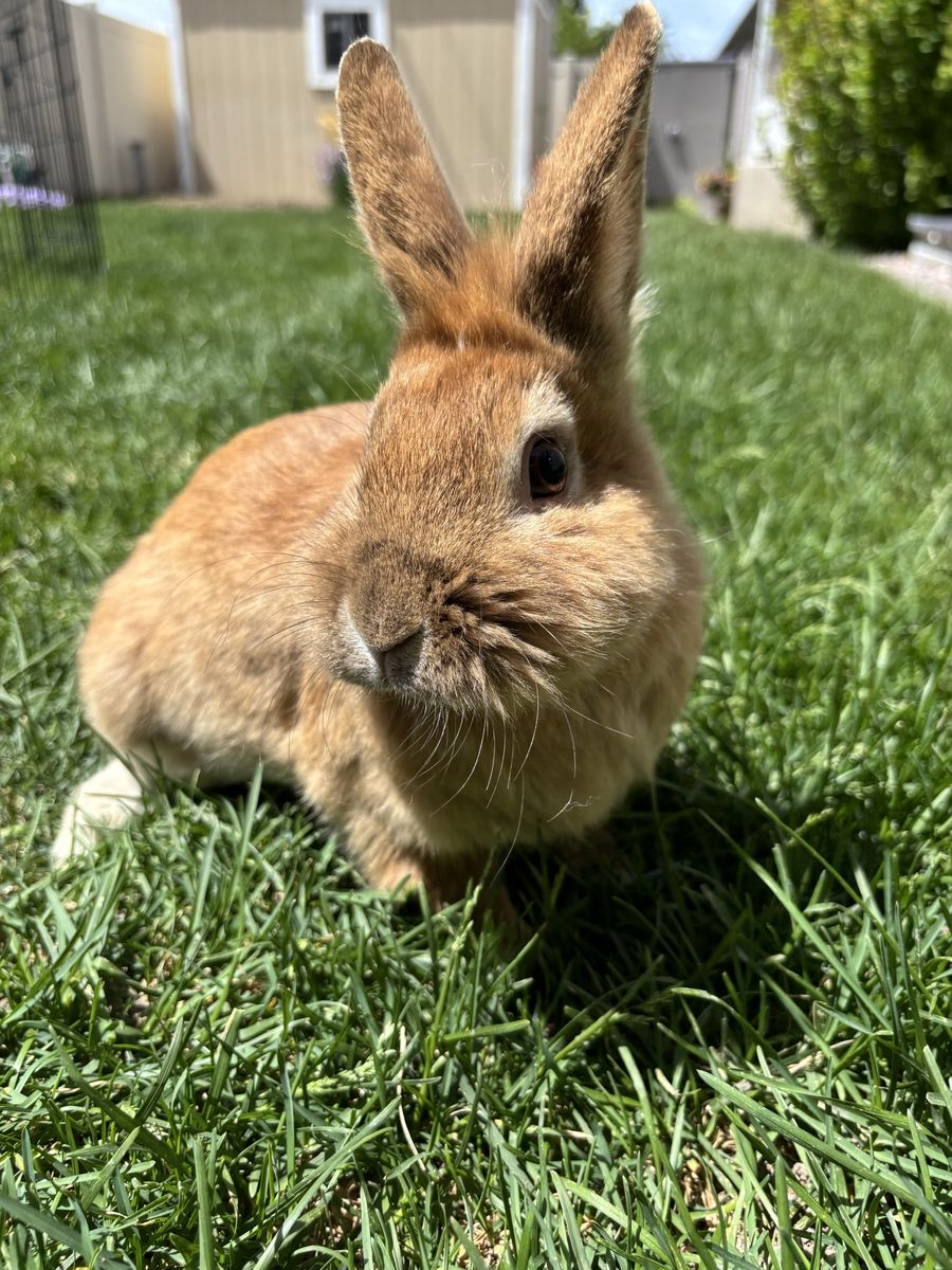Beautiful Proven Lionhead Bunny Rabbit