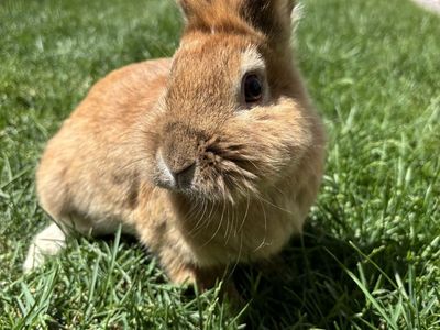 Beautiful Proven Lionhead Bunny Rabbit